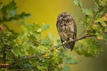 Eurasian Scops Owl (Milan Zygmunt) - Muzeo.com