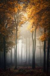 Fall (Patrick Aurednik) - Muzeo.com