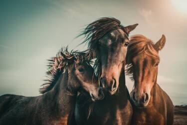 Family portrait (Marcus Hennen) - Muzeo.com