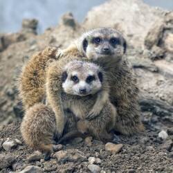 Family portrait (Gert van den Bosch) - Muzeo.com