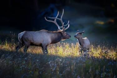 Father and calf (Siyu	and Wei) - Muzeo.com