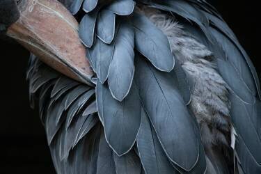 Feather (Juri Aoki) - Muzeo.com