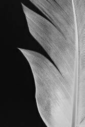 Feather (1x Studio III) - Muzeo.com