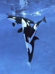 Female orca and her calf (Gérard Lacz) - Muzeo.com