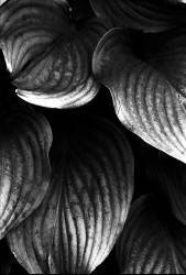 Feuilles (Martina Weinmar) - Muzeo.com