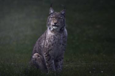 Fine art Lynx (Sergio Saavedra Ruiz) - Muzeo.com