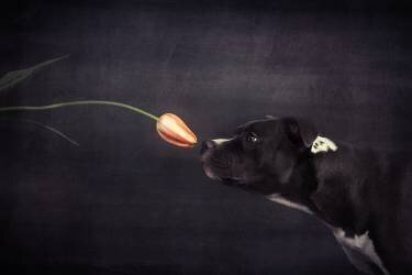 First approach - Hildegard and the tulip (Heike Willers) - Muzeo.com