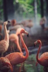 Flamingo (Dayvee) - Muzeo.com