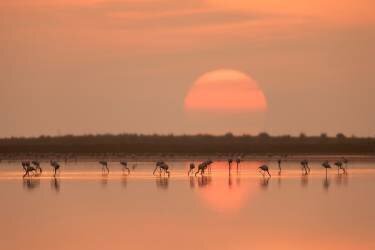 Flamingos at Sunrise (Joan Gil Raga) - Muzeo.com