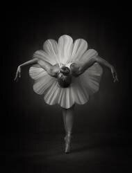 Floral Ballet (Catchlight Studio) - Muzeo.com