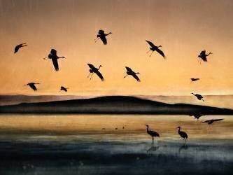 Fly-in at Sunset (Shenshen Dou) - Muzeo.com