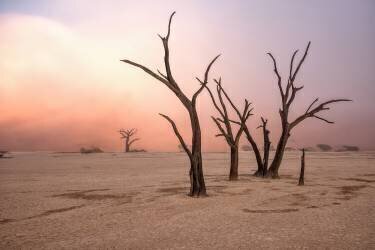 Fog in deadvlei (Giuseppe Damico) - Muzeo.com