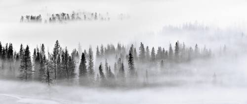Foggy Forest (Mei Zu) - Muzeo.com
