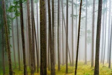 Foggy Morning in the Woods (Michael) - Muzeo.com