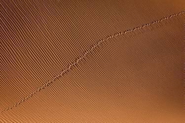Footprint (Mohammadreza Momeni) - Muzeo.com