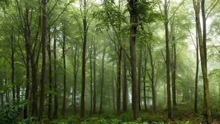 Forest... (Leif Londal) - Muzeo.com