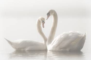 Forever (Monika Schwager) - Muzeo.com