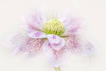 Forever Spring (Jacky Parker) - Muzeo.com