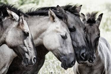 Four Konik Horses (Jaap van den Houte) - Muzeo.com