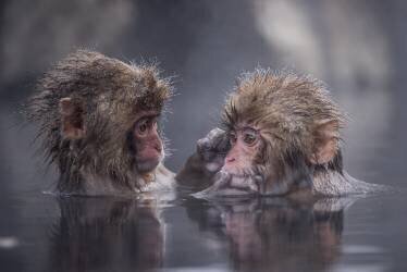 Friends (Takeshi Marumoto) - Muzeo.com