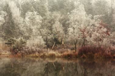 Frozen (Anton van Dongen) - Muzeo.com