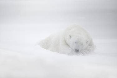 Frozen dreams (Marco Pozzi) - Muzeo.com