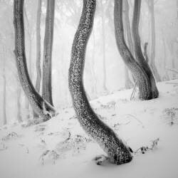 Frozen Forest (Martin Rak) - Muzeo.com