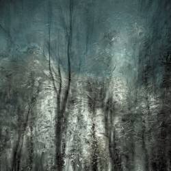 Frozen frost wood (Gilbert Claes ) - Muzeo.com