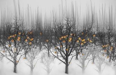 Frozen yellow apples (Isam Telhami) - Muzeo.com