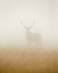 Ghost Stag (Stuart Harling) - Muzeo.com