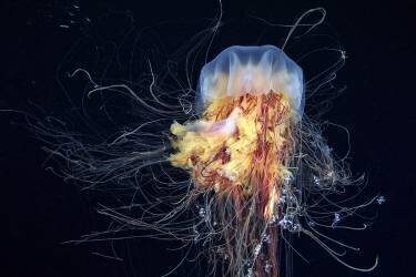 Giant Lion's Mane (Alexander Semenov) - Muzeo.com