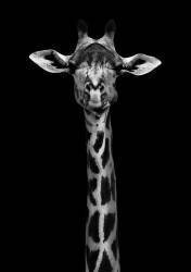 Giraffe Portrait (WildPhotoArt) - Muzeo.com