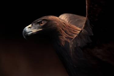 Golden Eagle portrait (Eiji Itoyama) - Muzeo.com