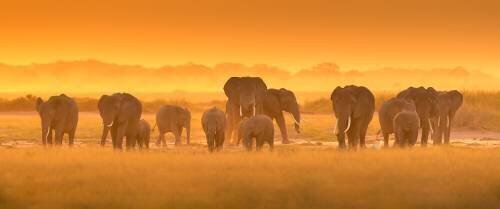 Golden Light (David Hua) - Muzeo.com