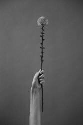 Golden-daisy (Antonida Frolova) - Muzeo.com