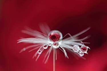 Goutte de rose (Bertrand Kulik) - Muzeo.com