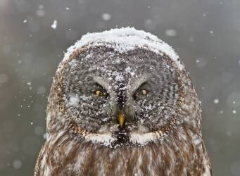 Great Grey Owl Winter Portrait (Mircea Costina ) - Muzeo.com