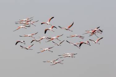 Greater Flamingos in flight (Natalia Rublina) - Muzeo.com