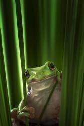 Green Frog (Ahmad Gafuri) - Muzeo.com