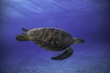 Green turtle in the blue (Gabriel Barathieu) - Muzeo.com