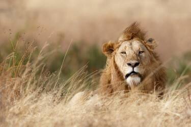 Handsome ! (Ali Khataw) - Muzeo.com