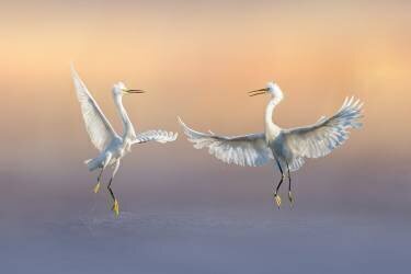 Happily Forever (Qing Zhao) - Muzeo.com