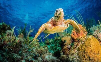 Hawksbill turtle swimming through Caribbean reef (Jan Abadschieff ) - Muzeo.com