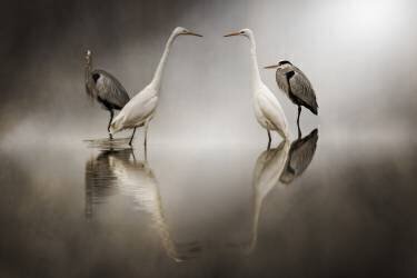 Hérons cendrés (Ardea cinerea) et Grandes Aigrettes (Egretta alba) dans le brouillard (Alberto Ghizzi Panizza) - Muzeo.com