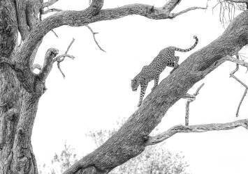 High key Leopard (Jaco Marx) - Muzeo.com