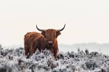 Highlander (Jaap van den Houte) - Muzeo.com