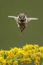 Honey bee in flight (Ingo Arndt) - Muzeo.com