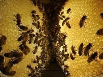 Honey bee in the hive (Eric Tourneret) - Muzeo.com