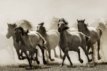 Horse (Heidi Bartsch) - Muzeo.com