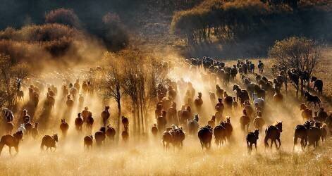 Horses (Hua Zhu) - Muzeo.com